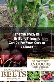 Roses greatly benefit from epsom salt. Epsom Salt Benefits For Plants Page 1 Line 17qq Com