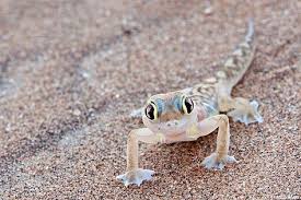 It would depend on where they were. 42 Desert Animal Ideas Desert Animals Namib Desert Animals