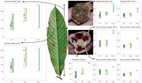 Image result for Uvariodendron