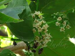 Image result for Cordia dichotoma