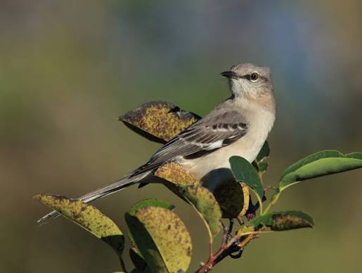 Figure out the mockingbird — The Safina Center