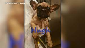 Add a frenchie to your family. 23 French Bulldogs Rescued From Texas Will Need Months Of Recovery Before Adoption Abc7 Chicago