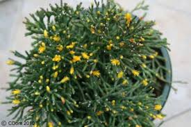 Rhipsalis Salicornioides Succulents Plants Houseplants