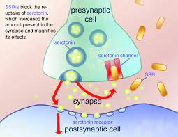 Selective serotonin reuptake inhibitors (ssris) include citalo… moa: Ssris Foto Images