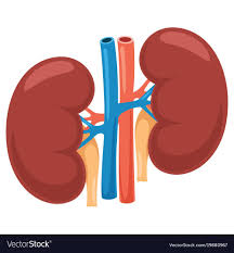Kidney Vector Image On Vectorstock Science Doodles Custom Illustration Halloween Activities For Kids