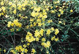 Image result for Jasminum nudiflorum