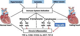 However, more than half of the cases (52.5%) of heart inflammation have come. Role Of Inflammation In Heart Failure Springerlink