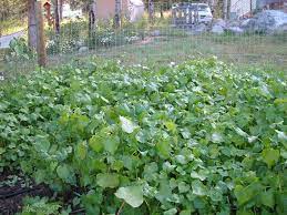 How To Improve Clay Soil Clay Soil Soil Soil Improvement