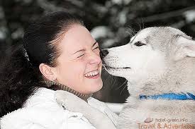 Angajatorul oferă asigurare de sănătate, carduri de muncă necesare în finlanda, echipament de lucru, concediu plătit, iar cazarea este asigurată contra sumei de maxim 250 de euro pe lună, în funcție de locație. Mergand In Finlanda Pentru A Avea GrijÄƒ De Huskies Cum SÄƒ GÄƒseÈ™ti Un Loc De MuncÄƒ Cu Ajutorul Workaway InformaÈ›ii 2021