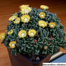 Image result for Nananthus