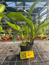 Image result for Kořenokvětka Aspidistra