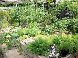 19 Tips to Grow Pharmaceutical Garden