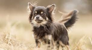 Chihuahuas are cute, intelligent and great watchdogs. Chihuahua Dog Breed Information A Guide To The World S Smallest Dog