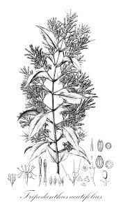 Image result for Agelanthus sansibarensis