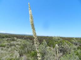 Image result for Drimia calcarata