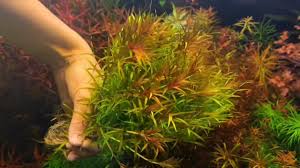 Image result for Blyxa hexandra