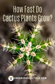 Most cactuses aren't going to grow fast no matter how you care for them. How Fast Does A Cactus Grow How To Grow Cactus Kinds Of Cactus Growing Succulents