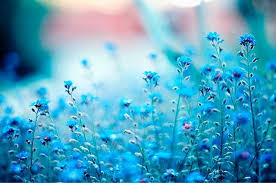 Blue Aesthetic Pastel Pastel Aesthetic Flower Aesthetic