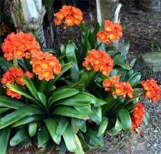 Image result for Clivia miniata