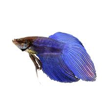 The only thing to consider is taking care of dazzling colors: Blue Male Veiltail Betta For Sale Order Online Petco