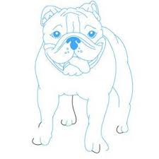 How To Draw A Bulldog Bulldog Drawing Bulldog Art Drawings