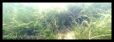 Image result for Zostera capensis