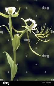 Image result for Centrostigma occultans