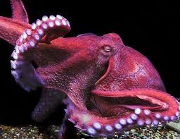North Pacific Giant Octopus Giant Pacific Octopus Octopus Beautiful Sea Creatures