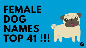 Female dog names beginning with k. Puppy Names For Girls 51 Cute Top Ideas Names Youtube