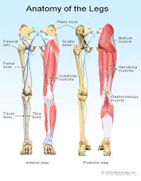 The posterior talofibular ligament is attached to the posterolateral tubercle, which is larger and more prominent than the posteromedial tubercle. Ruptured Tendon Torn Muscle Symptoms Treatment