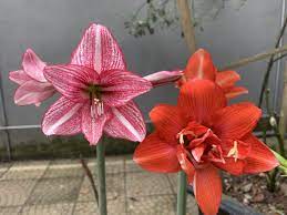 Pin By I An On Amaryllis Amaryllis Plants