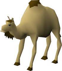 Subsequently, one may also ask, how long can a camel go without water in the desert? Cam The Camel Osrs Wiki