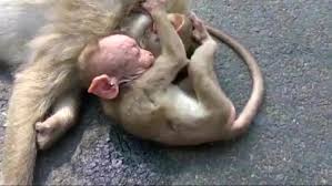 Video Shows Baby Monkey Crying Over Dead Mother After India Car Crash The Independent The Independent