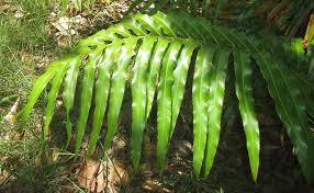 Image result for Stenochlaena