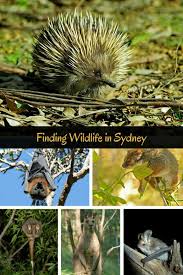 Sydney Animals Where To See Native Wildlife In Sydney Kangaroo Echidna Flyingfox Possum Wildlife Travel Wildlife Sydney