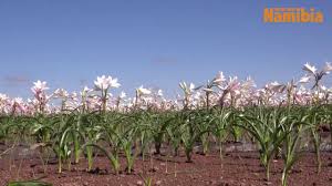 Image result for Crinum paludosum