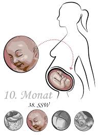 Maybe you would like to learn more about one of these? 38 Ssw 38 Schwangerschaftswoche Gewicht Baby Geburt Wehen