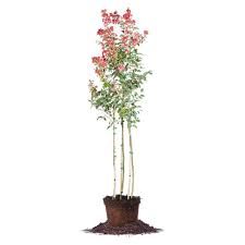 We did not find results for: Arapaho Crape Myrtle For Sale Buy Arapaho Myrtle Perfect Plants