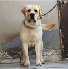 Get a boxer, husky, german shepherd, pug, and more on kijiji, canada's #1 local classifieds. Labrador Dog In Nagpur Labrador Dog Dealers Traders In Nagpur Maharashtra