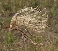 Image result for Eustachys