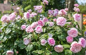David austin ® roses provider. 5 Easy Roses For Beginners Mandycanudigit