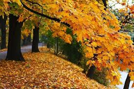 Bildresultat för otoño