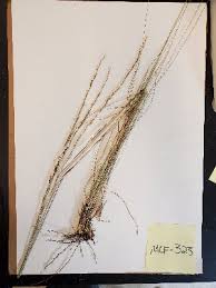 Image result for Aristida pilgeri