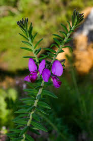 Image result for Polygala gazensis