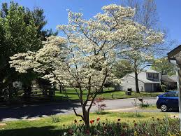Conifers are soft wood trees that always keep their needles, with the exception of tamarack. The Top 10 Trees For A Small Yard