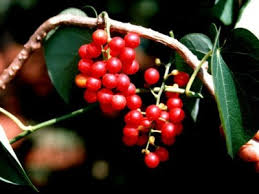 Image result for Tinospora orophila