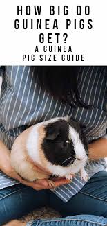 how big do guinea pigs get a guinea pig size guide