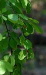 Image result for Erythroxylum zambesiacum