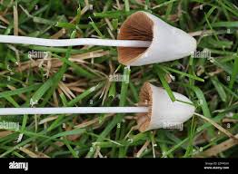 Image result for Conocybe lactea