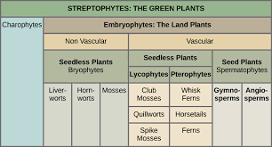 Early Plant Life Boundless Biology